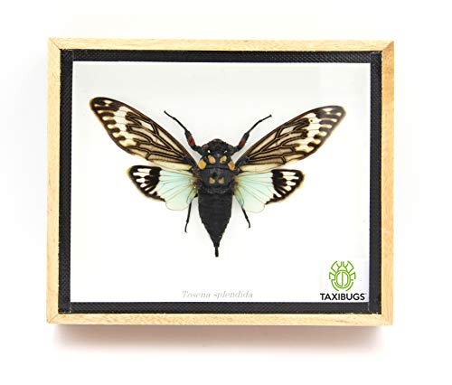 Real Exotic Cicada Opens Wings - Taxidermy Collection Framed in a Wooden Box As Pictured (Blue Wings, Wooden Box)