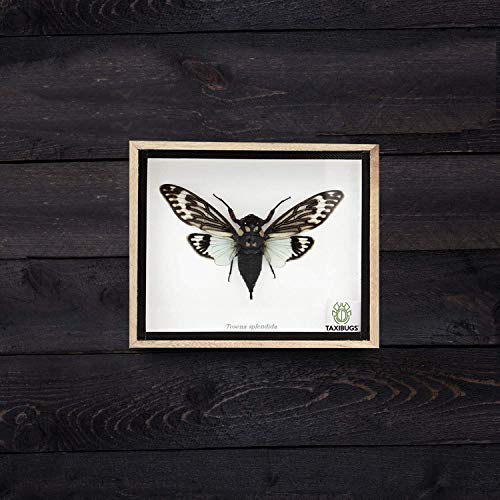 Real Exotic Cicada Opens Wings - Taxidermy Collection Framed in a Wooden Box As Pictured (Blue Wings, Wooden Box)