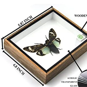 Real Exotic Cicada Opens Wings - Taxidermy Collection Framed in a Wooden Box As Pictured (Blue Wings, Wooden Box)