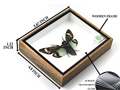 Real Exotic Cicada Opens Wings - Taxidermy Collection Framed in a Wooden Box As Pictured (Blue Wings, Wooden Box)