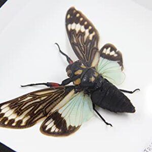 Real Exotic Cicada Opens Wings - Taxidermy Collection Framed in a Wooden Box As Pictured (Blue Wings, Wooden Box)