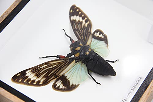 Real Exotic Cicada Opens Wings - Taxidermy Collection Framed in a Wooden Box As Pictured (Blue Wings, Wooden Box)