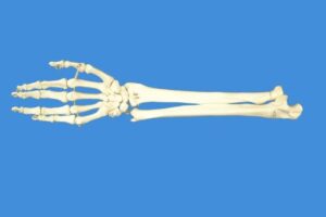 wellden product anatomical human right hand with ulna and radius skeleton model, life size