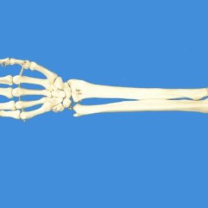 Wellden Product Anatomical Human Right Hand with Ulna and Radius Skeleton Model, Life Size