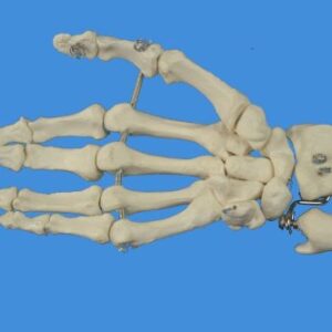 Wellden Product Anatomical Human Right Hand with Ulna and Radius Skeleton Model, Life Size