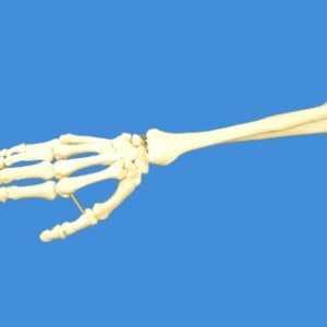 Wellden Product Anatomical Human Right Hand with Ulna and Radius Skeleton Model, Life Size