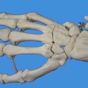 Wellden Product Anatomical Human Right Hand with Ulna and Radius Skeleton Model, Life Size