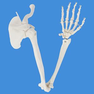 wellden product anatomical human upper limb skeleton model, life size