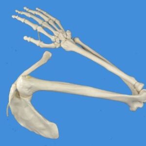 Wellden Product Anatomical Human Upper Limb Skeleton Model, Life Size