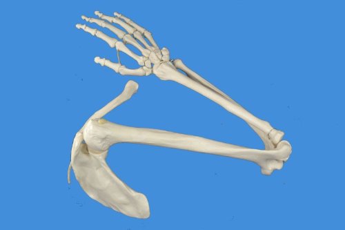 Wellden Product Anatomical Human Upper Limb Skeleton Model, Life Size