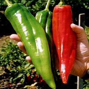 NuMex Big Jim Chili Pepper Seeds ► Heirloom NuMex Pepper Seeds (10+ Seeds) Award Winning 12+ inches Long! ◄ by PowerGrow System