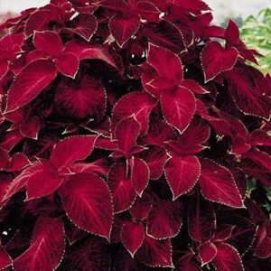 outsidepride coleus wizard velvet red indoor or outdoor house or container plant seed - 100 seeds