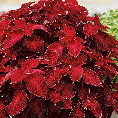 Outsidepride Coleus Wizard Velvet Red Indoor or Outdoor House or Container Plant Seed - 100 Seeds