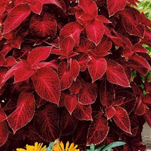 Outsidepride Coleus Wizard Velvet Red Indoor or Outdoor House or Container Plant Seed - 100 Seeds