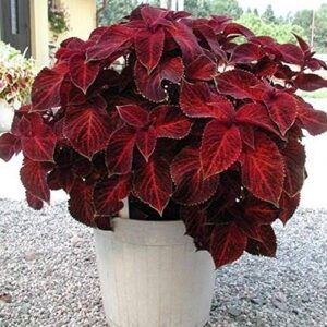 Outsidepride Coleus Wizard Velvet Red Indoor or Outdoor House or Container Plant Seed - 100 Seeds