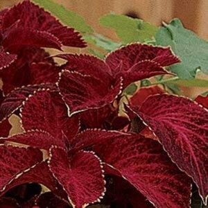 Outsidepride Coleus Wizard Velvet Red Indoor or Outdoor House or Container Plant Seed - 100 Seeds