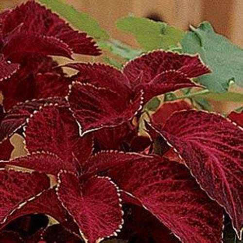 Outsidepride Coleus Wizard Velvet Red Indoor or Outdoor House or Container Plant Seed - 100 Seeds