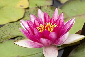 posterazzi pddna01tha0001large water lilly bloom and lily pads in a pond photo print, 24 x 36, multi