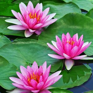 WILLBOND 12 Pieces 4 Kinds Artificial Lotus Leaves Floating Foam Ornament Lily Pads Foliage Pond Decor Water Lily Leaves for Patio Koi Fish Pond Pool Aquarium Decoration