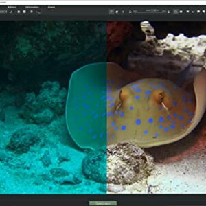 DIVE #1 Professional – Improve your underwater photos easily - photo editing software compatible with Windows 11, 10, 8 and 7