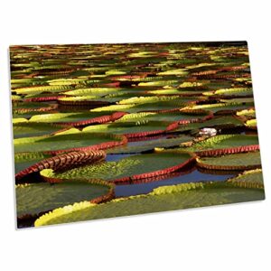 3drose victoria amazonica lily pads on rupununi river, south... - desk pad place mats (dpd-229164-1)