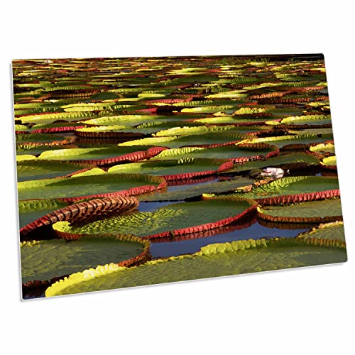 3dRose Victoria amazonica Lily Pads on Rupununi River, South... - Desk Pad Place Mats (dpd-229164-1)