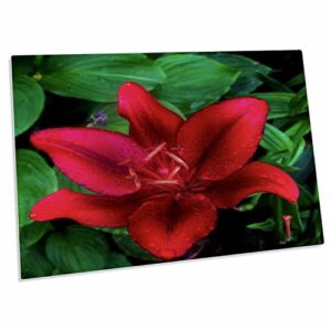 3drose red day lilly with green leaves - desk pad place mats (dpd-336449-1)