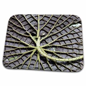 3drose usa, kansas, lilly pad. - dish drying mats (ddm-191573-1)