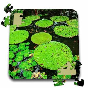 3drose lilly pads in ginger garden at singapore botanic gardens, singapore. - puzzles (pzl-366353-2)