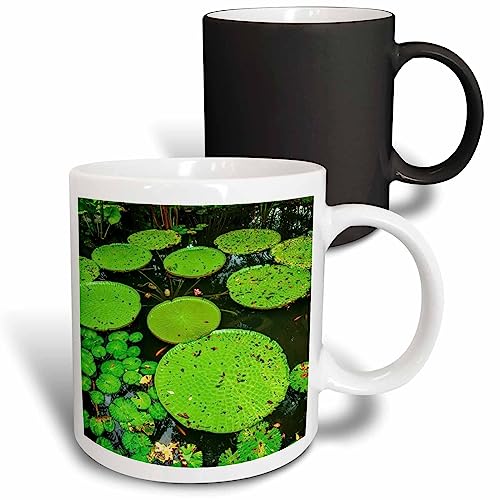 3dRose Lilly pads in Ginger Garden at Singapore Botanic Gardens, Singapore. - Mugs (mug-366353-3)