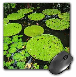 3drose lilly pads in ginger garden at singapore botanic gardens,... - mouse pads (mp-366353-1)