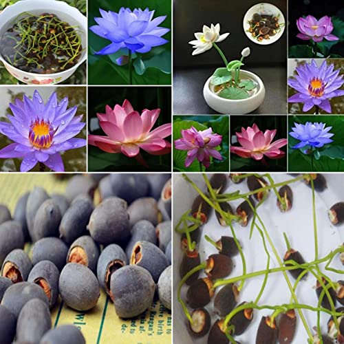 30PCS Bonsai Lotus Seeds for Planting, Water Lily Flower Seeds Mixed Colors