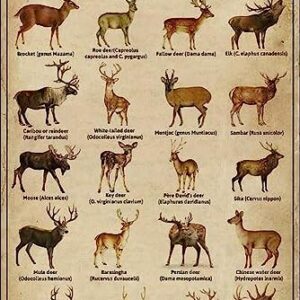 Types Of Deer Knowledge Sign Retro Metal Sign Vintage Tin Sign For Kitchen Home Cafe Art 5.5x8 Inch A Gift For Mom And Dad