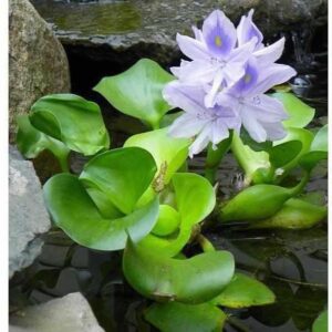 water hyacinth | live floating pond plants for water gardens (1 water hyacinth)