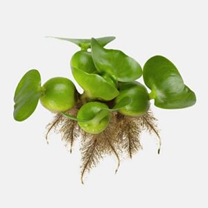 Water Hyacinth | Live Floating Pond Plants for Water Gardens (1 Water Hyacinth)