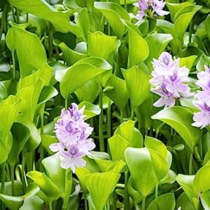 Water Hyacinth | Live Floating Pond Plants for Water Gardens (1 Water Hyacinth)