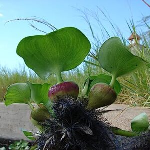 Water Hyacinth | Live Floating Pond Plants for Water Gardens (1 Water Hyacinth)