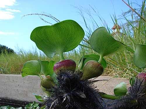 Water Hyacinth | Live Floating Pond Plants for Water Gardens (1 Water Hyacinth)