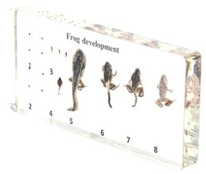 rupxinsplend lifecycle of frog-development paperweight specimens - animal specimens in clear resin in science classroom for science education, gift for science lovers by rupxinsplend