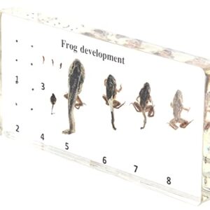 RupXinSplend Lifecycle of Frog-Development Paperweight Specimens - Animal Specimens in Clear Resin in Science Classroom for Science Education, Gift for Science Lovers by RupXinSplend