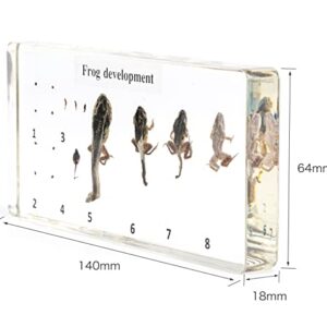 RupXinSplend Lifecycle of Frog-Development Paperweight Specimens - Animal Specimens in Clear Resin in Science Classroom for Science Education, Gift for Science Lovers by RupXinSplend