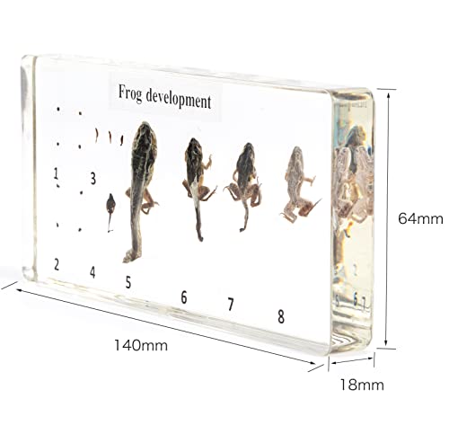 RupXinSplend Lifecycle of Frog-Development Paperweight Specimens - Animal Specimens in Clear Resin in Science Classroom for Science Education, Gift for Science Lovers by RupXinSplend