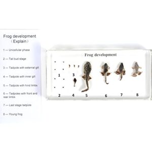 RupXinSplend Lifecycle of Frog-Development Paperweight Specimens - Animal Specimens in Clear Resin in Science Classroom for Science Education, Gift for Science Lovers by RupXinSplend