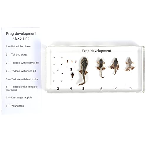 RupXinSplend Lifecycle of Frog-Development Paperweight Specimens - Animal Specimens in Clear Resin in Science Classroom for Science Education, Gift for Science Lovers by RupXinSplend