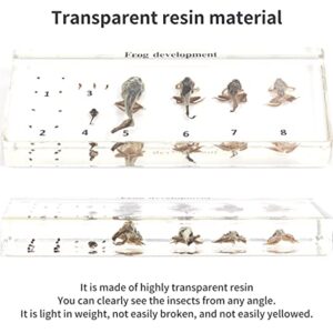 RupXinSplend Lifecycle of Frog-Development Paperweight Specimens - Animal Specimens in Clear Resin in Science Classroom for Science Education, Gift for Science Lovers by RupXinSplend