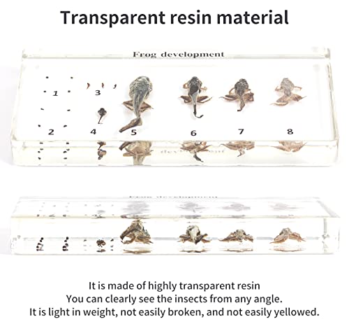 RupXinSplend Lifecycle of Frog-Development Paperweight Specimens - Animal Specimens in Clear Resin in Science Classroom for Science Education, Gift for Science Lovers by RupXinSplend