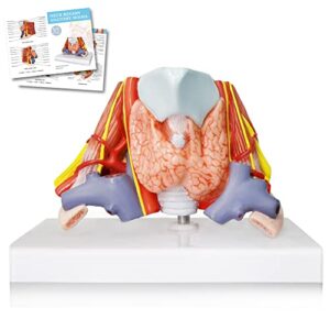 evotech human neck anatomical model, life size neck region anatomy model showing arteries, veins, muscles and bones with base and colorful manual