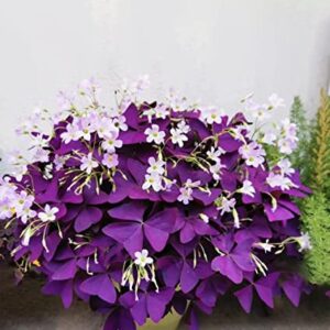 12PCS Purple Shamrocks Bulbs Good Luck Plant, Purple Oxalis Bulbs for Planting Grows Indoor or Outdoor, Oxalis Triangularis Bulbs The Novice Gardener's Choice