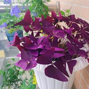 12PCS Purple Shamrocks Bulbs Good Luck Plant, Purple Oxalis Bulbs for Planting Grows Indoor or Outdoor, Oxalis Triangularis Bulbs The Novice Gardener's Choice