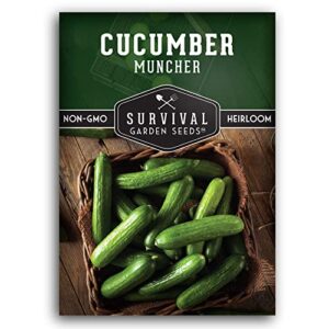 survival garden seeds - muncher cucumber seed for planting - packet with instructions to plant and grow delicious burpless slicing cucumbers in your home vegetable garden - non-gmo heirloom variety